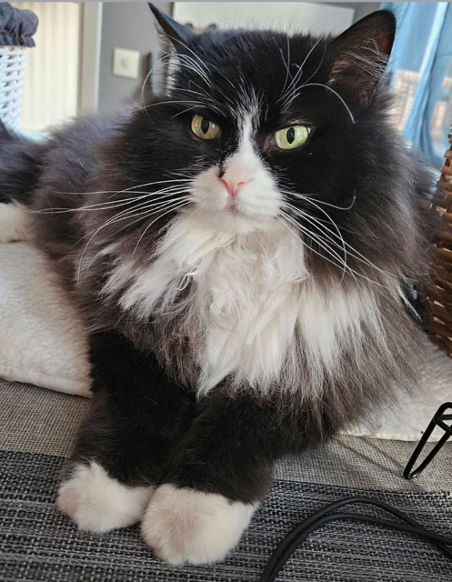 Sibirisk katt Olea